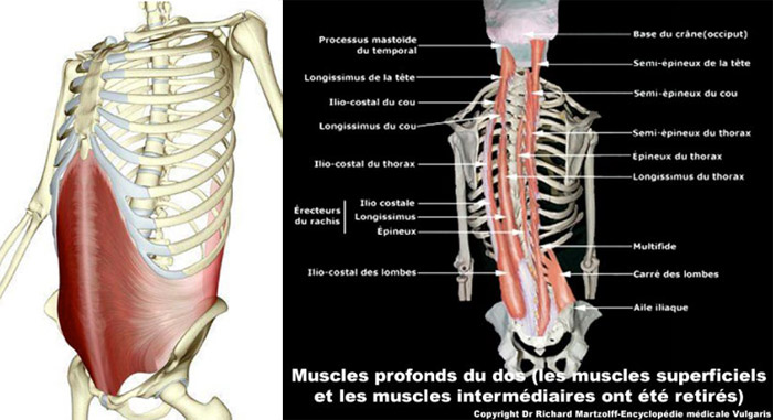 En Pilates nous portons une attention aux muscles profonds du dos et des abdominaux